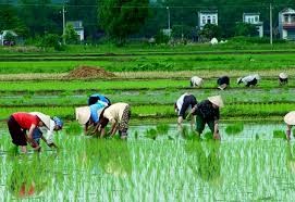 Các yếu tố ảnh hưởng đến phát triển sản xuất nông nghiệp của hộ nghèo ở huyện Lắk, tỉnh Đắk Lắk