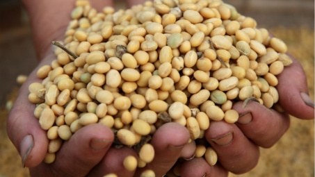 Giá đậu tương tăng phiên thứ sáu liên tiếp do Trung Quốc gia tăng thu mua