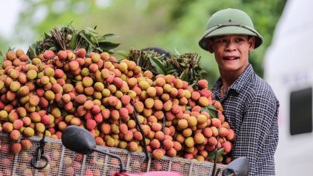Vải thiều Việt Nam vào thị trường Nhật Bản sau 5 năm đàm phán