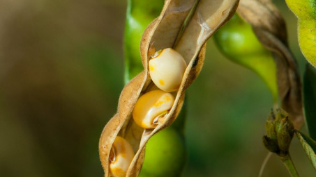 Giá đậu tương tăng trở lại sau 8 phiên giảm giá liên tiếp