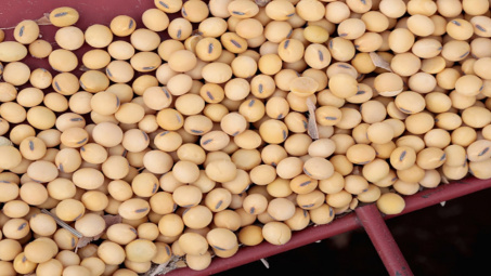 Diễn biến giá nông sản ngày 4/12