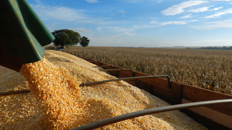 Giá đậu tương hướng đến tuần tăng giá đầu tiên từ đầu tháng 11/2019