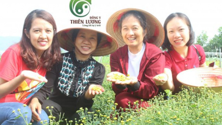 Cúc hoa hữu cơ Đông y Thiên Lương – Bí quyết làm nên vẻ đẹp tựa Từ Hy Thái Hậu