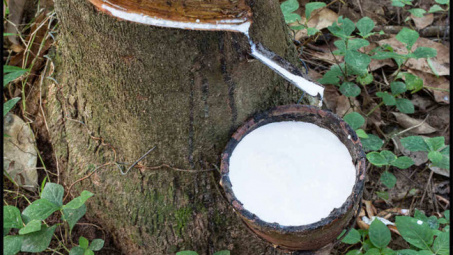 Giá cao su có tuần tăng giá mạnh nhất kể từ tháng 7/2019