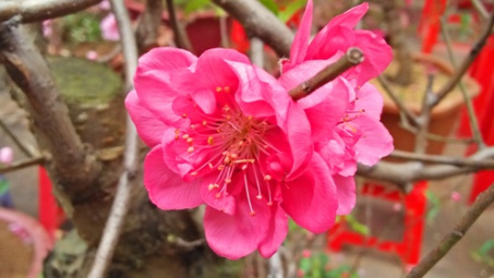 6 chợ hoa nổi tiếng đất Hà thành: Đến là thấy Tết