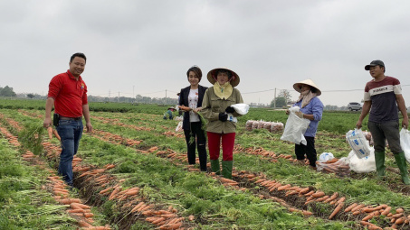 Nông dân Hải Dương vui mừng đón tin thêm 100 tấn cà rốt được Big C "giải cứu"