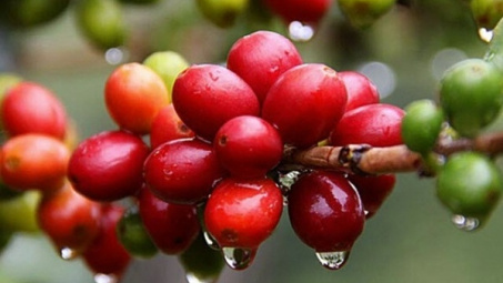 Việt Nam là nguồn cung cà phê lớn nhất cho Thái Lan