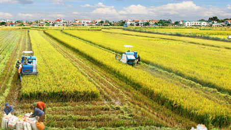 Cho vay thu mua thóc, gạo vụ Đông Xuân năm 2019