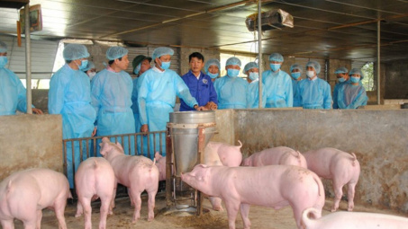 Quản lý thị trường: Huy động tổng lực ứng phó khẩn cấp với dịch tả lợn châu Phi