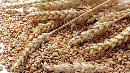 Nông sản 26/2: Lúa mì thấp nhất 10 tháng, cà phê giảm