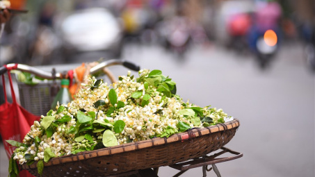 Đất Hà Thành thơm lừng mùa hoa bưởi