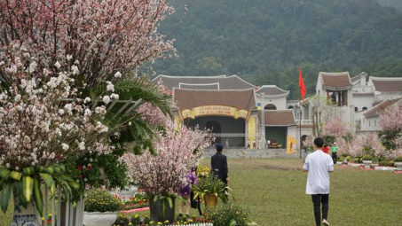 Anh đào khoe sắc dưới chân Yên Tử