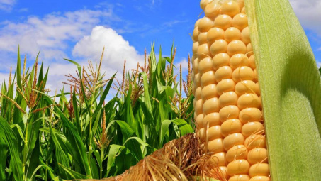 Nông sản 22/3/2019: Giá ngô tăng lên mức cao nhất hơn 2 tuần; Cà phê giảm 11%