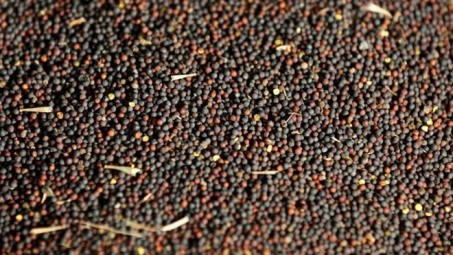 Trung Quốc mở rộng lệnh cấm nhập khẩu hạt cải dầu của Canada