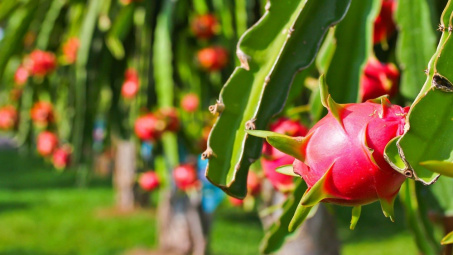 Giá thanh long tăng gấp 3 lần so với trước Tết