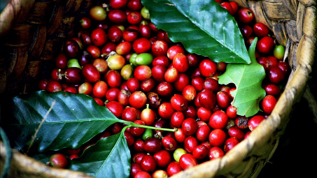 Giá cà phê arabica được dự đoán sẽ tăng tới 20% trong năm 2019
