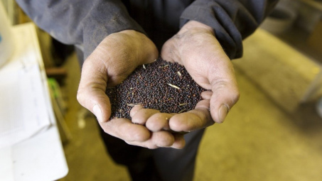 Canada phản ứng khi Trung Quốc ngừng cấp phép nhập khẩu hạt cải dầu