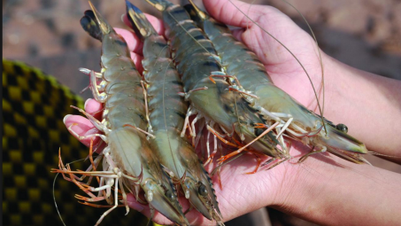 Xuất khẩu tôm sang Canada thuận lợi hơn nhờ CPTPP