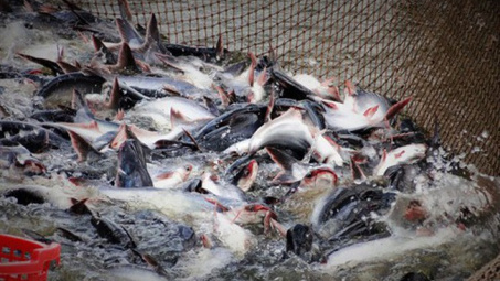 Xuất khẩu cá tra cùng giảm tại thị trường Trung Quốc và Mỹ