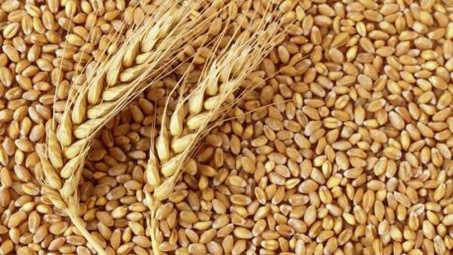 FAO: Chỉ số giá lương thực ổn định trong tháng 3