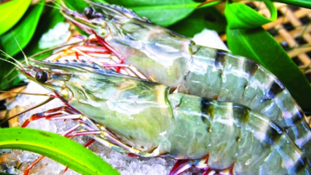 Tôm Việt lần đầu có sàn giao dịch