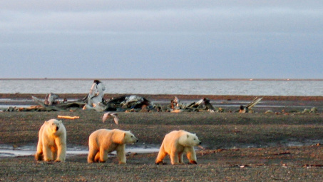 Canada chỉ trích Mỹ về kế hoạch cho phép khoan dầu ở Bắc Cực