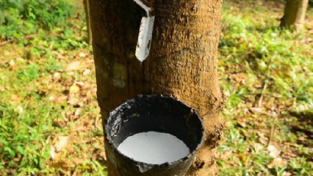 4 tháng đầu năm, xuất khẩu cao su tăng cả lượng và giá trị so cùng kỳ