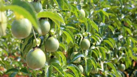 Chanh leo Quảng Trị đi Pháp