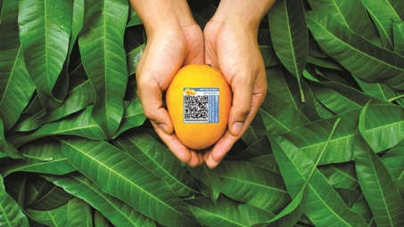 Blockchain: Mang xoài Việt lên tầm quốc tế