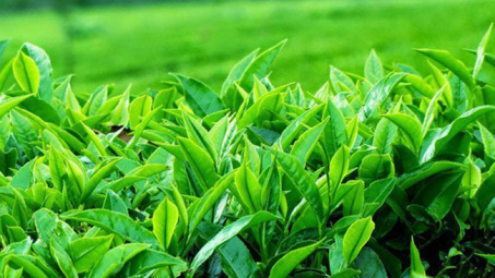 Xuất khẩu chè mang về hơn 60 triệu USD trong 4 tháng đầu năm