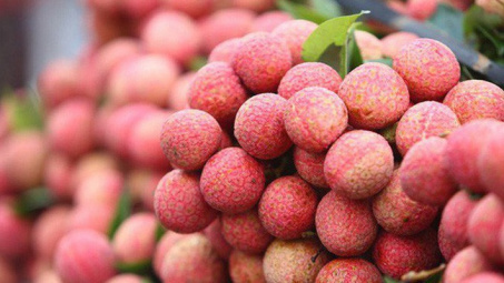 Lục Ngạn chuẩn bị vào vụ vải thiều sớm