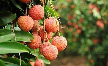 Sắp có vải thiều organic