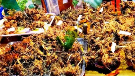 Phiên chợ sâm Ngọc Linh lần thứ 20 đạt doanh thu khoảng 4,4 tỷ đồng