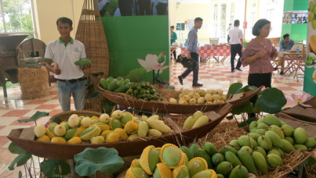 Chuẩn bị lô hàng xoài thứ 2 xuất sang Mỹ