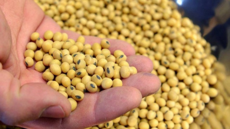 Thị trường nông sản Mỹ diễn biến trái chiều