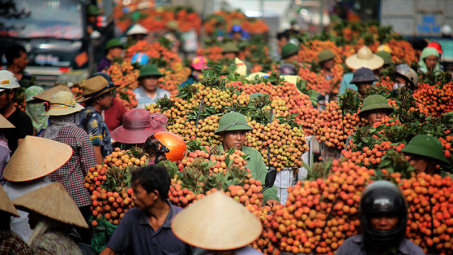 Doanh thu vải thiều Lục Ngạn phá vỡ mốc kỷ lục hơn 60 năm qua