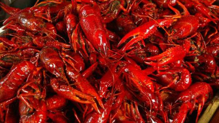 Kiểm tra phản ánh tôm hùm đất được bày bán số lượng lớn