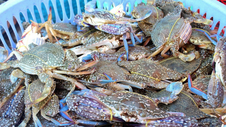 Mỹ tăng nhập khẩu ghẹ từ Việt Nam, thay thế nguồn cung từ Trung Quốc