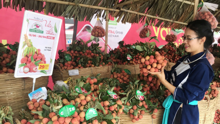 Vải thiều Lục Ngạn chính thức có mặt tại Thủ đô