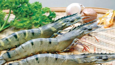 VKFTA - Lực đẩy giúp xuất khẩu tôm Việt sang Hàn Quốc