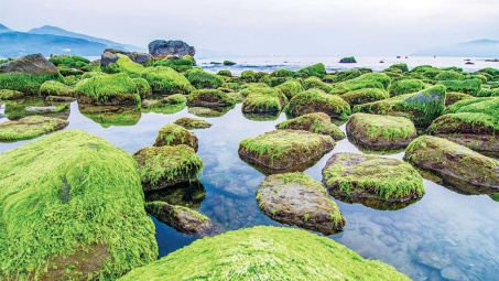 Chiêm ngưỡng cảnh đẹp ngỡ ngàng của ghềnh đá Nam Ô mùa rêu xanh mướt