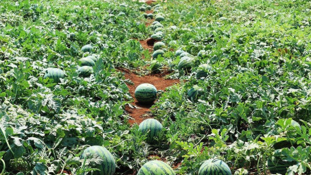 Xuất khẩu hạt giống dưa hấu Việt Nam qua Nhật Bản