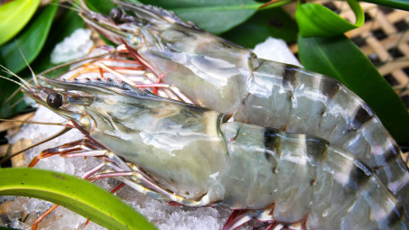 Xuất khẩu tôm kỳ vọng tăng trưởng 6 tháng cuối năm