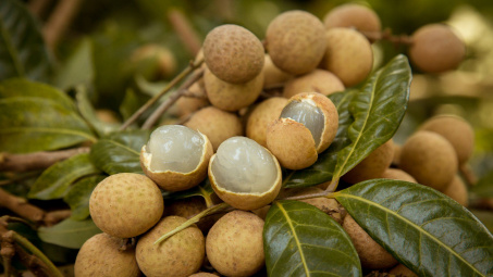 Vietnam Airlines tiếp tục đưa nhãn lồng Hưng Yên lên các chuyến bay