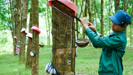 Itochu ra mắt hệ thống truy xuất nguồn gốc chuỗi cung ứng cao su thiên nhiên