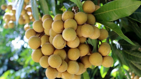 Trái nhãn Việt đã có "giấy thông hành" sang Úc