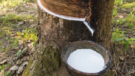 Hàn Quốc tăng nhập khẩu cao su Việt Nam