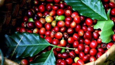 Theo đà tăng thế giới, giá cà phê trong nước hồi phục