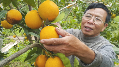 Mang lại hiệu quả kép, phân bón Văn Điển “cứu nguy” cho cây cam Nghệ An, Hà Tĩnh