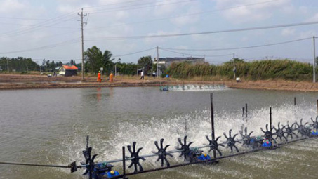 Ngốn điện khủng, chuyên gia hiến kế giúp ngành tôm tiết kiệm